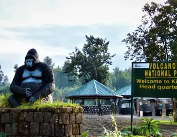 Day Gorilla Trekking Adventure in Volcanoes National Park – A Once-in-a-Lifetime Experience